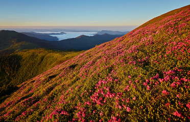 Fototapeta na wymiar Magic pink rhododendron flowers on mountain