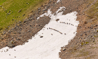 A herd of sheep in the mountains. Beautiful mountain landscape view. Snowy rocks.