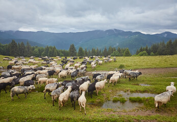 Obraz premium Flock of sheep grazing in a hill