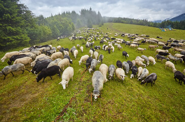 Panorama of landscape with herd of sheep graze on green pasture in the mountains.