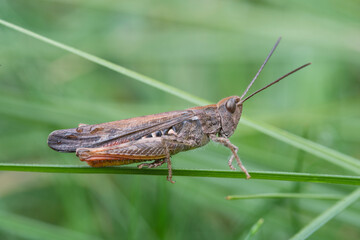 close-up view of a locust in natural habitat