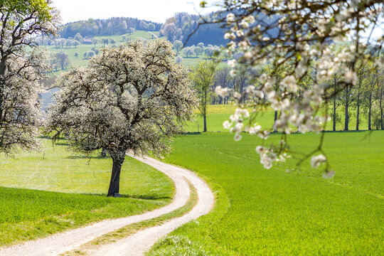 Mostbaumblüte im Mostviertel im Frühling mit einem Feldweg neben grünen Feldern