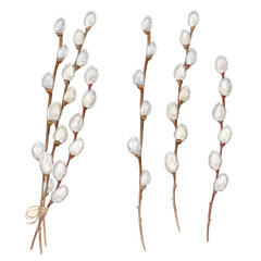 Willow branches, watercolor illustration set © Ekaterina