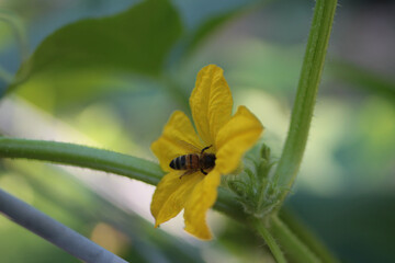 bee on a cucumber flower in a garden