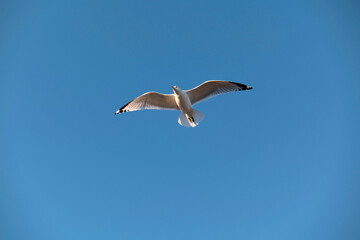 Fototapeta na wymiar Seagull Bird on the Bliue Sky