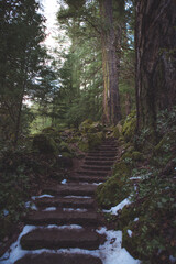 stream in the forest