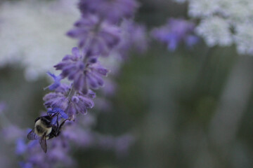 Bumble Bee in Flowers in garden