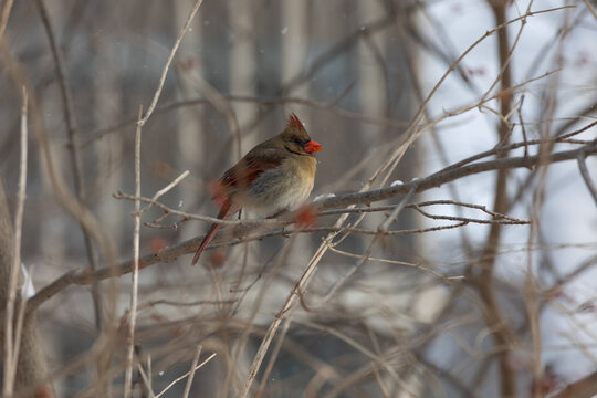 Female cardinal in the winter eating berries