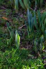 des pousses de jonquilles apparaissent au printemps