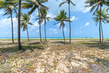 Beautiful landscape of tall coconut trees in front of a paradise beach. View of Maracaipe beach, Ipojuca - PE, Brazil, Brazilian northeast coast.