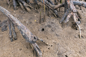 Crab hole in sandy soil in a mangrove region. Photo taken on the Ipojuca River, Ipojuca - PE, Brazil.