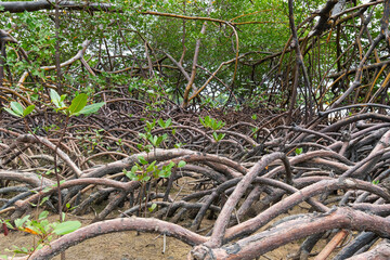 Nature landscape of mangroves around the Ipojuca River, near Camboa beach, Ipojuca - PE, Brazil. Plants and trees in a wet region of sandy soil.