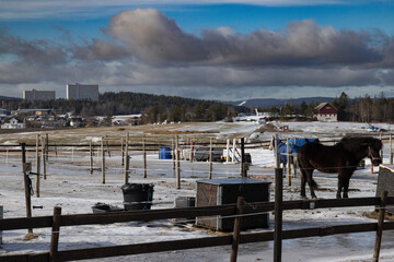 landscape with horses, Lørenskog, Norway