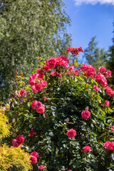 Fototapeta na wymiar Red Roses on the Branch in the Garden