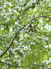 Sparrow bird sitting on an apple tree branch in spring. White apple tree blossoms are a fresh spring image.