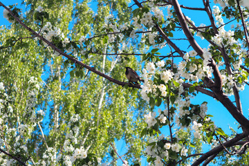 Sparrow bird sitting on an apple tree branch in spring. White apple tree blossoms are a fresh spring image.
