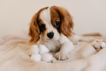 Cute Dog Portrait with Cotton Laying on Plaid. King Charles Spaniel Laying Looking ot Camera