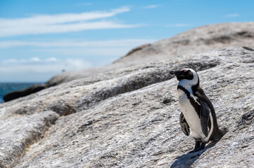 African penguin at Boulders Beach in Simon's Town near Cape Town