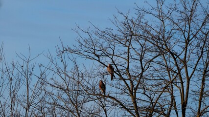 dos hermosas águilas posadas sobre un árbol, de plumas marrones y cabeza blanca, robustas patas y...