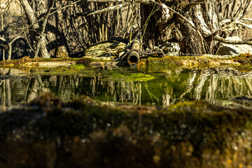 water flowing in an old spring box