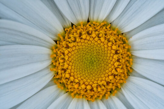 Macro photograph of the center of a Chrysanthemum maximum flower