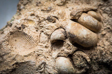Gastropod and sea shell fossils trapped in sandstone © bizoo_n