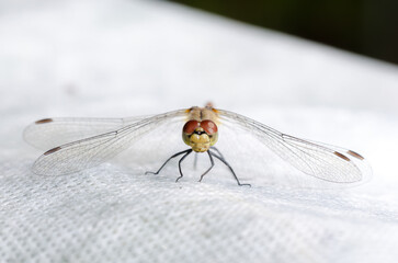 Dragonfly sits on a white background.