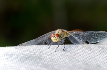 Dragonfly sits on a white background.