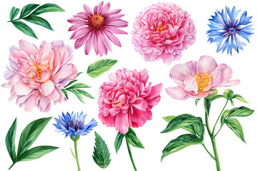 Set of peony, cornflower and echinacea on white background, watercolor botanical illustration