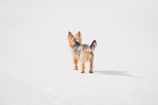 Yorkshire Terrier im Schnee