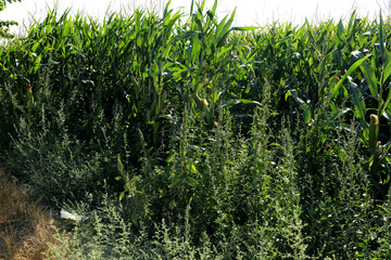 green cornfield with weeds around
