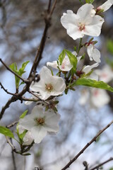 blooming almond  tree