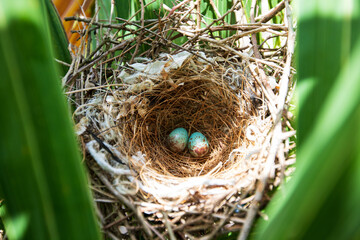 Speckled Blue coloured bird eggs in the nest of Northern Mockingbird or Bahama Mockingbird.