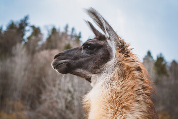 Fototapeta premium Lama