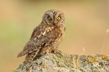 A scops owl poses on its usual innkeeper trying to camouflage itself