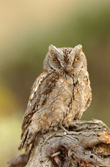 A scops owl poses on its usual innkeeper trying to camouflage itself