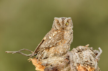 A scops owl poses on its usual innkeeper trying to camouflage itself