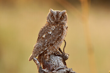 A scops owl poses on its usual innkeeper trying to camouflage itself