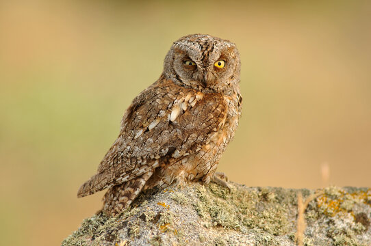 A scops owl poses on its usual innkeeper trying to camouflage itself
