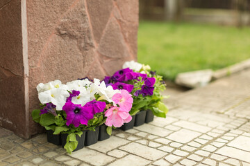 summer season, flower seedlings, flowers in a pot in the country