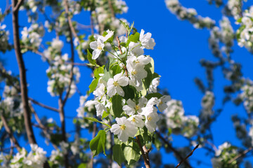Spring image - blooming white flowers of apple tree with and blue sky. Beautiful spring bloom with natural backlight by sunlight in the garden outdoors.