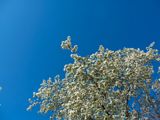 Spring image - blooming white flowers of apple tree with and blue sky. Beautiful spring bloom with natural backlight by sunlight in the garden outdoors.