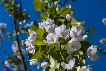 Spring image - blooming white flowers of apple tree with and blue sky. Beautiful spring bloom with natural backlight by sunlight in the garden outdoors.