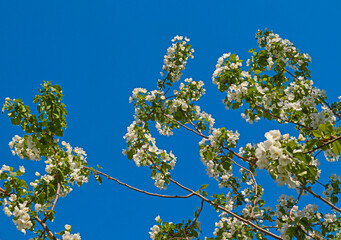 Spring image - blooming white flowers of apple tree with and blue sky. Beautiful spring bloom with natural backlight by sunlight in the garden outdoors.