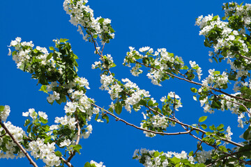Spring image - blooming white flowers of apple tree with and blue sky. Beautiful spring bloom with natural backlight by sunlight in the garden outdoors.