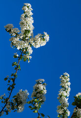 Spring image - blooming white flowers of apple tree with and blue sky. Beautiful spring bloom with natural backlight by sunlight in the garden outdoors.