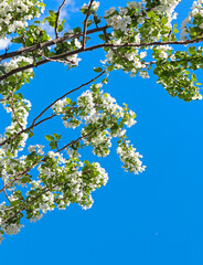 Apple tree branches with blooming white flowers and blue sky in spring. Beautiful spring bloom with natural backlight by sunlight in the garden outdoors.