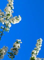 Apple tree branches with blooming white flowers and blue sky in spring. Beautiful spring bloom with natural backlight by sunlight in the garden outdoors.