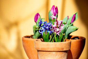hyacinths on clay pot and purple tulips on background