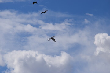 aves no sertão
